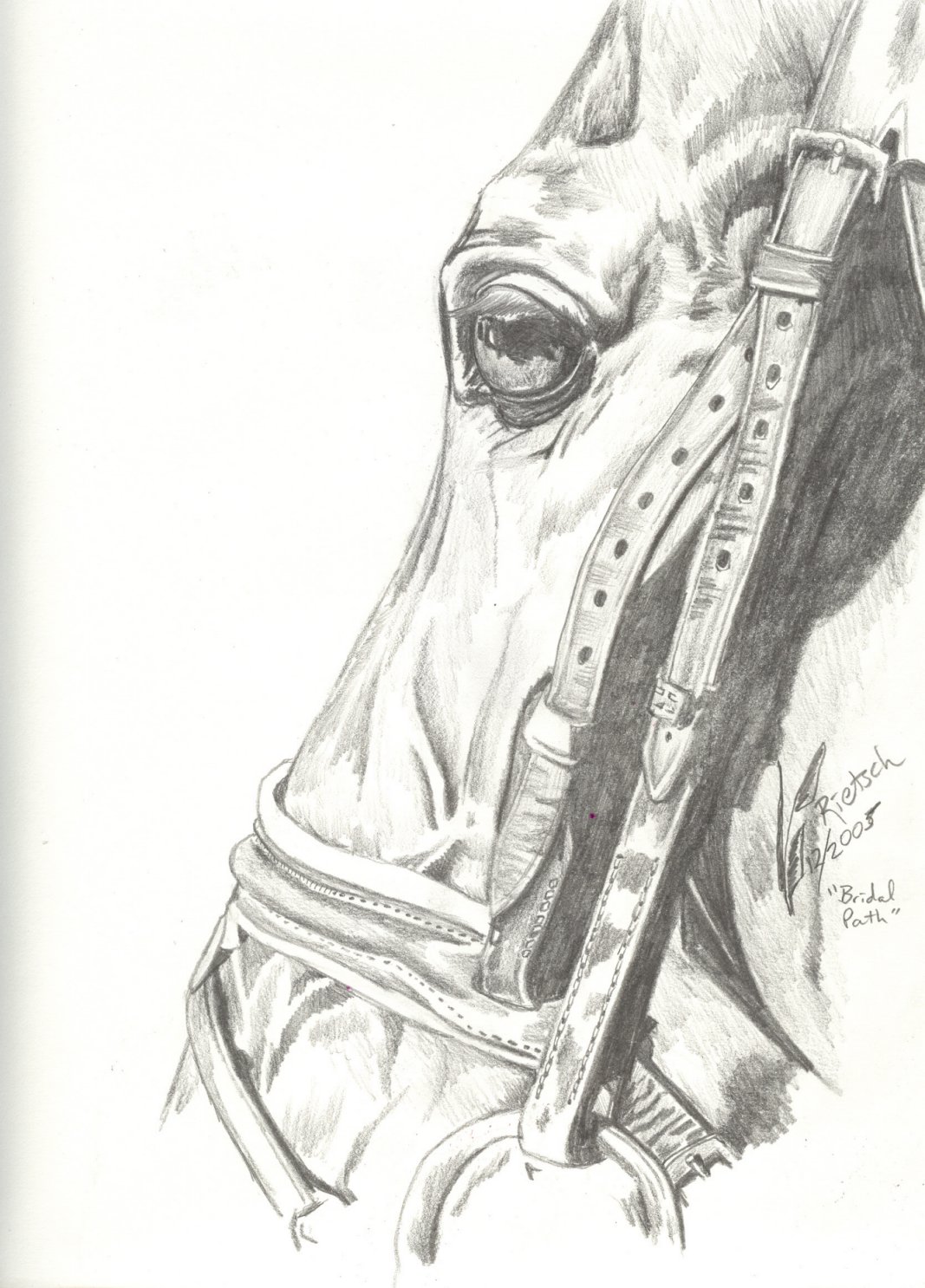 Bridle Path--horse head study in pencil